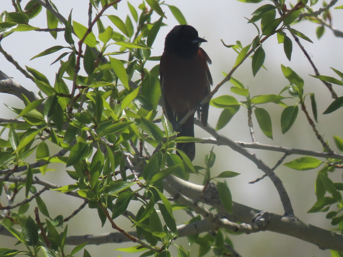 Orchard Oriole - ML619541736