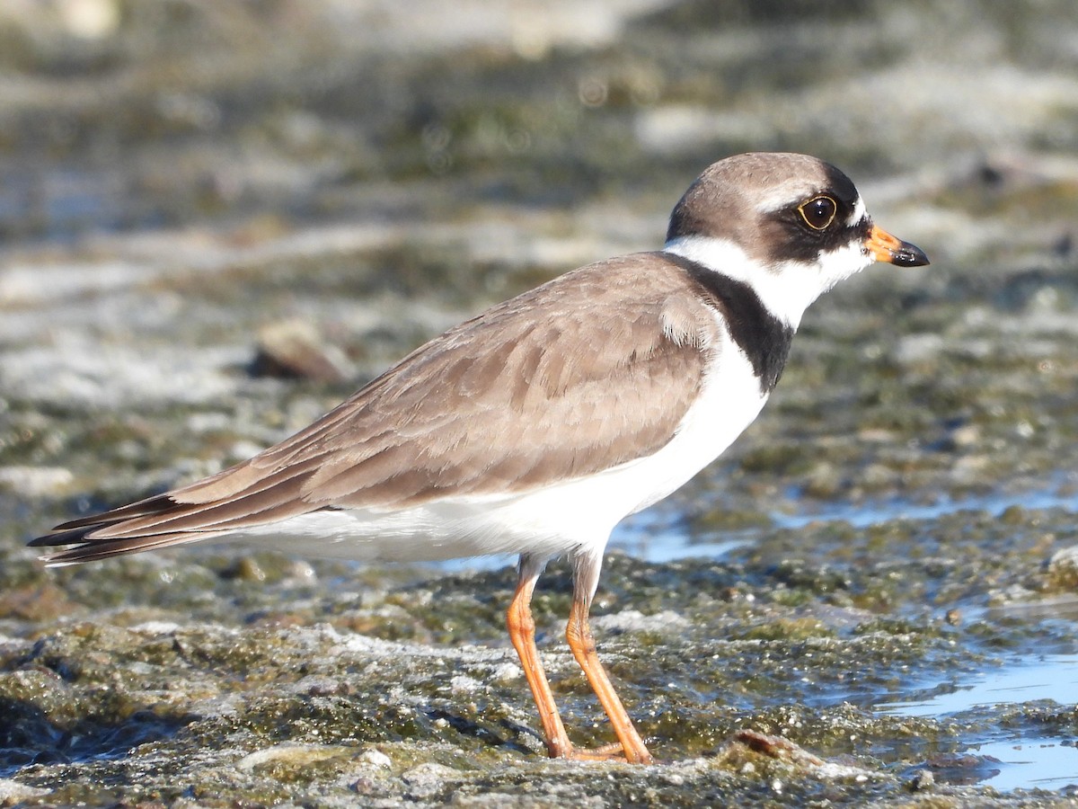 Semipalmated Plover - ML619541779