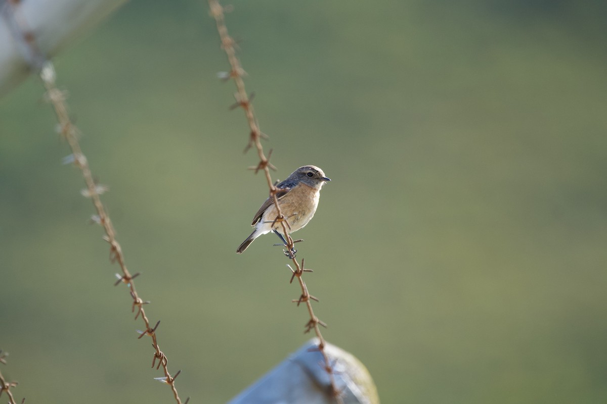 African Stonechat - ML619541794