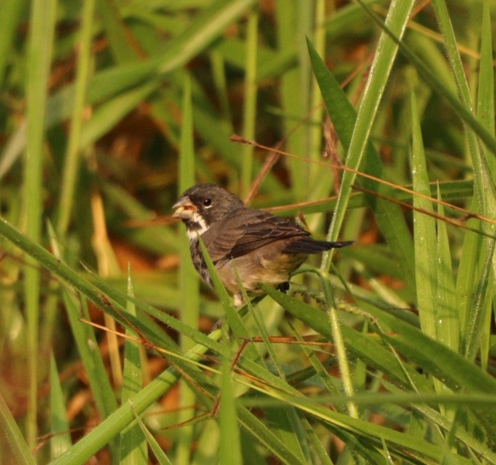 Double-collared Seedeater - ML619541800