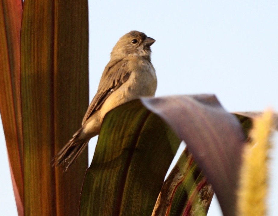 Double-collared Seedeater - ML619541802