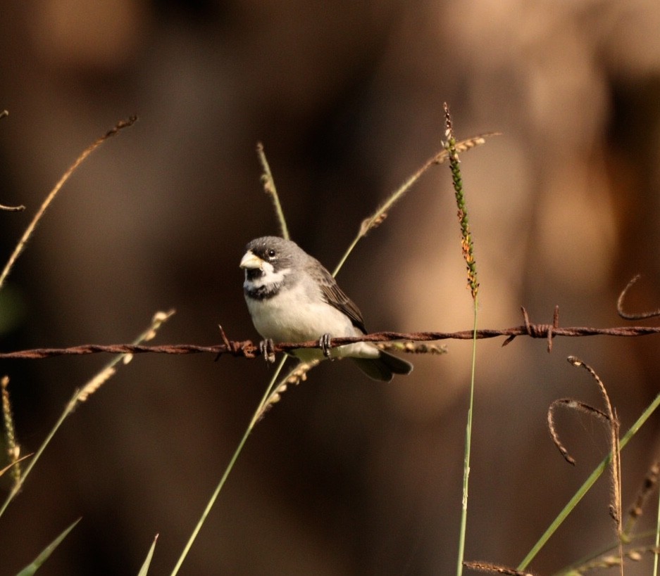 Double-collared Seedeater - ML619541804