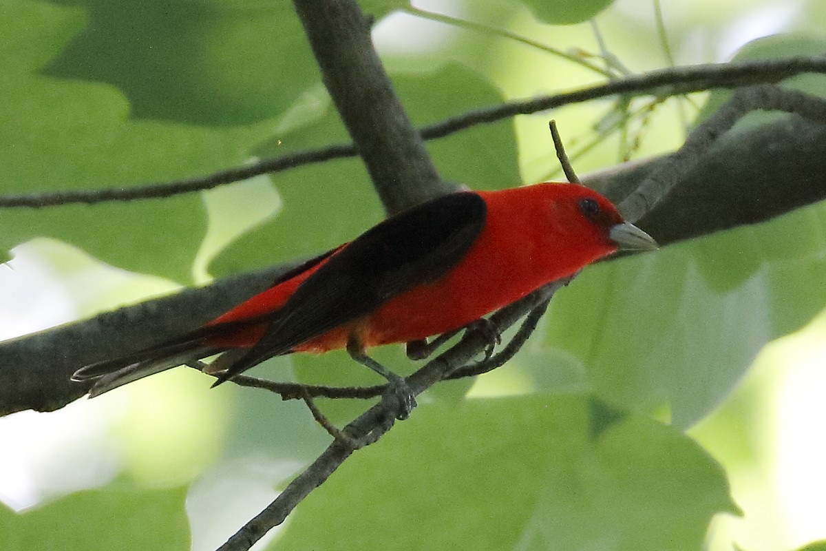 Scarlet Tanager - ML619541826