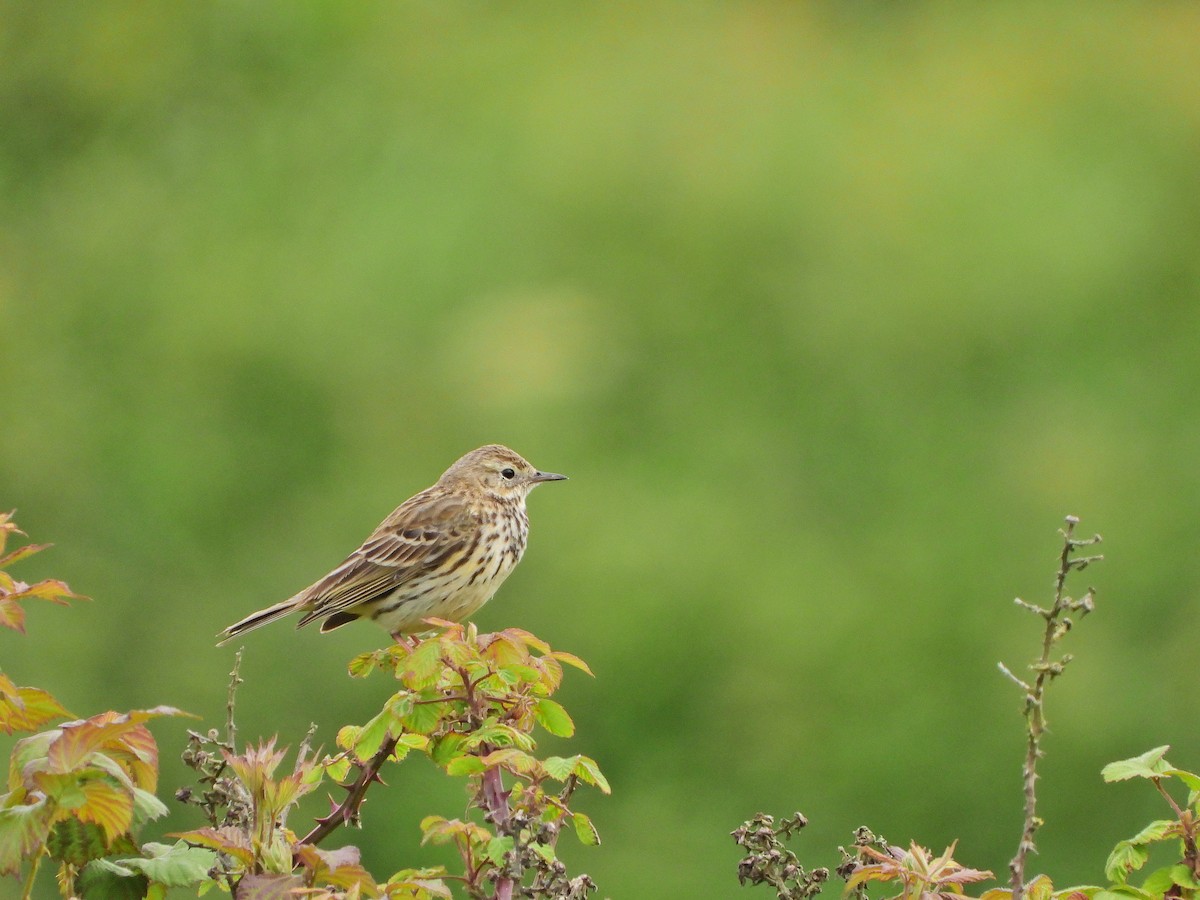 Meadow Pipit - ML619541828