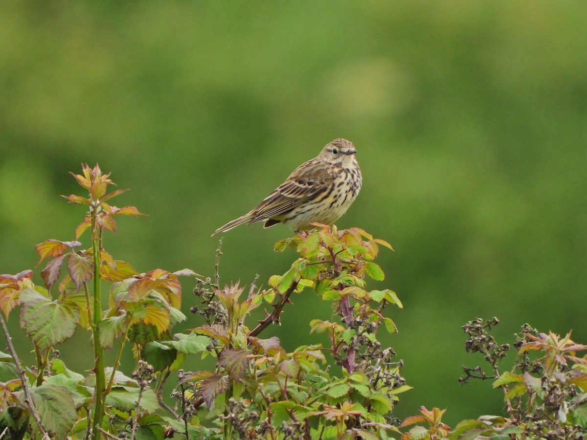 Meadow Pipit - ML619541829