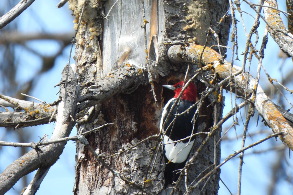 Red-headed Woodpecker - ML619541848