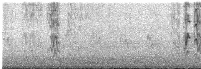 Новозеландская веерохвостка - ML619541852