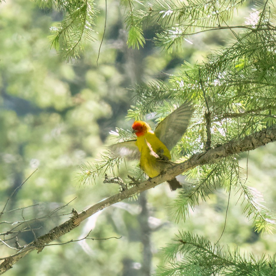 Western Tanager - ML619541865