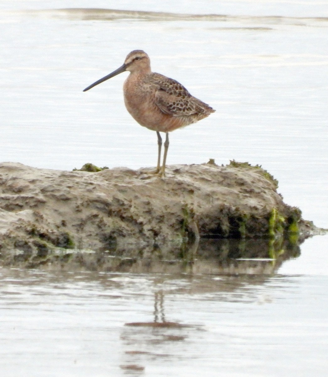 Long-billed Dowitcher - ML619541919