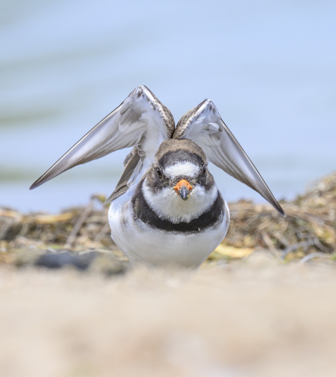 Semipalmated Plover - ML619541928