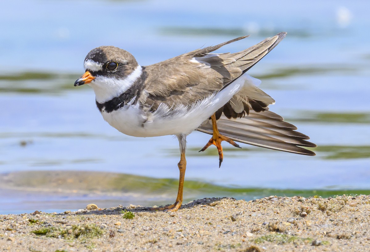 Semipalmated Plover - ML619541931