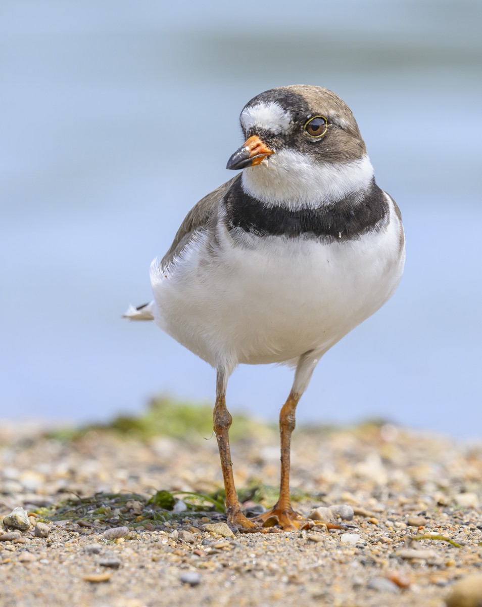 Semipalmated Plover - ML619541932
