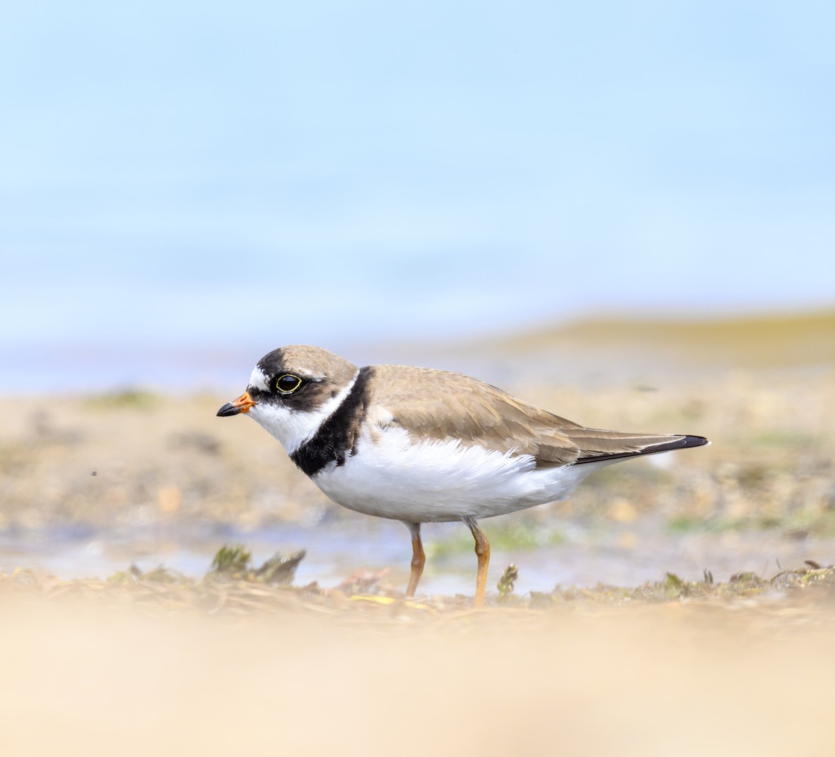 Semipalmated Plover - ML619541933