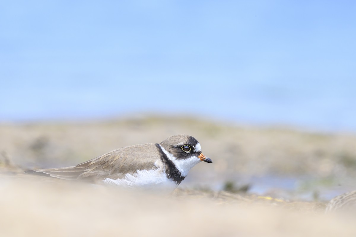 Semipalmated Plover - ML619541934