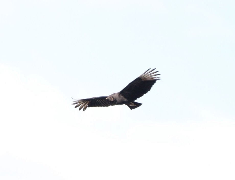 Black Vulture - ML619541952