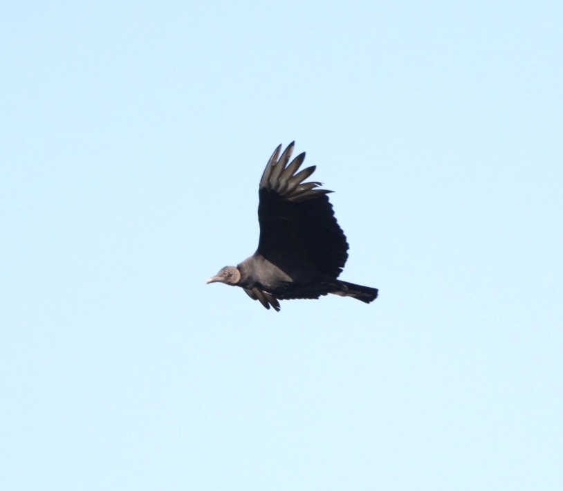 Black Vulture - ML619541953