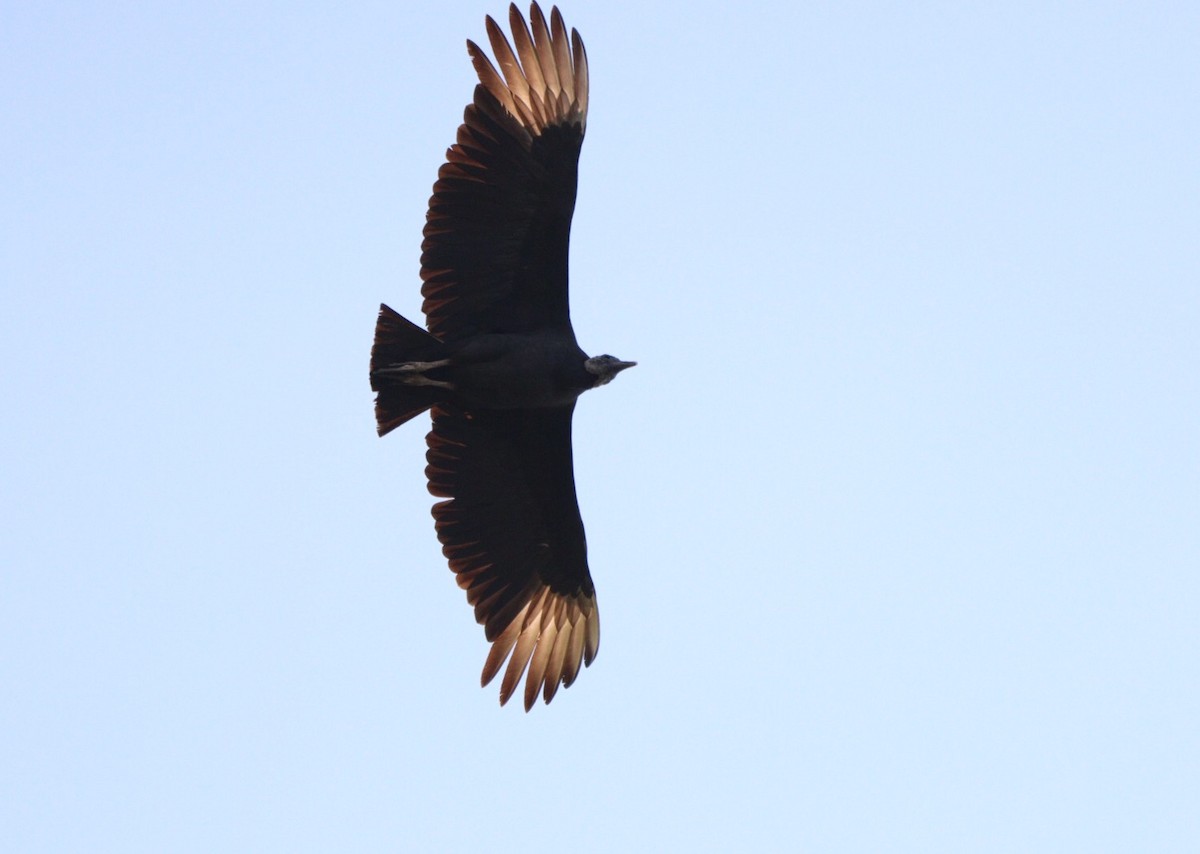 Black Vulture - ML619541954