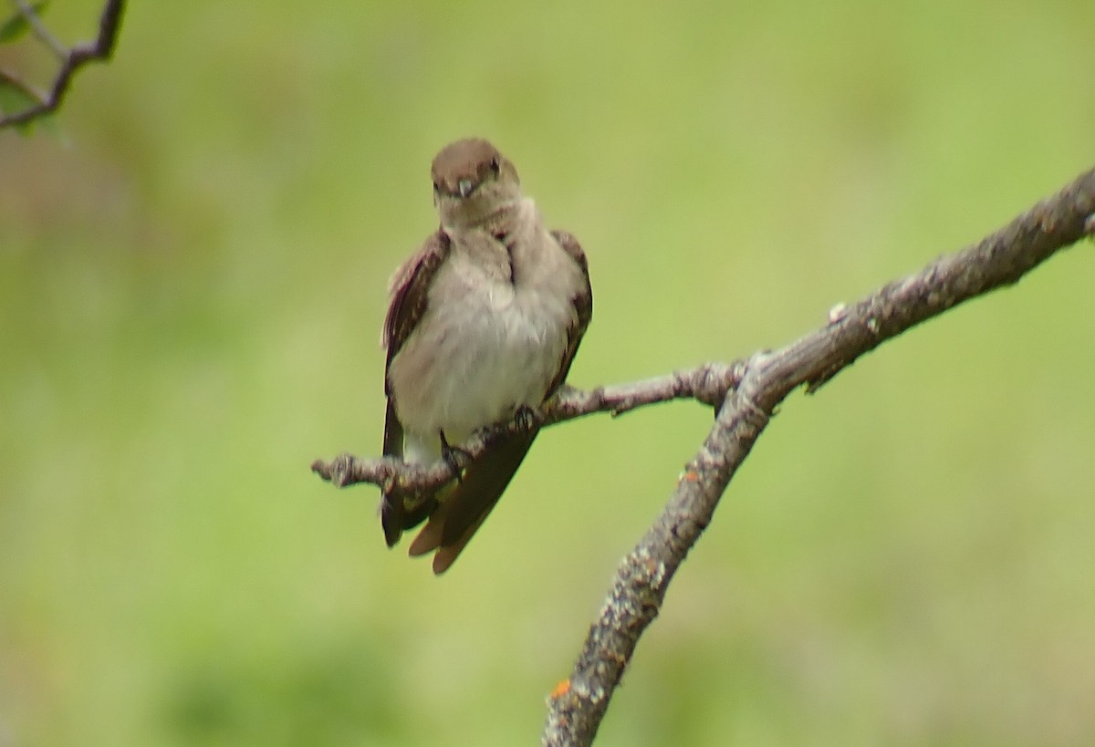 Northern Rough-winged Swallow - ML619541988
