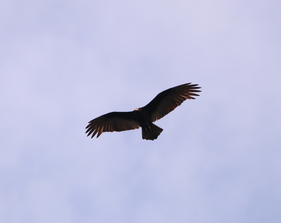 Lesser Yellow-headed Vulture - ML619542014