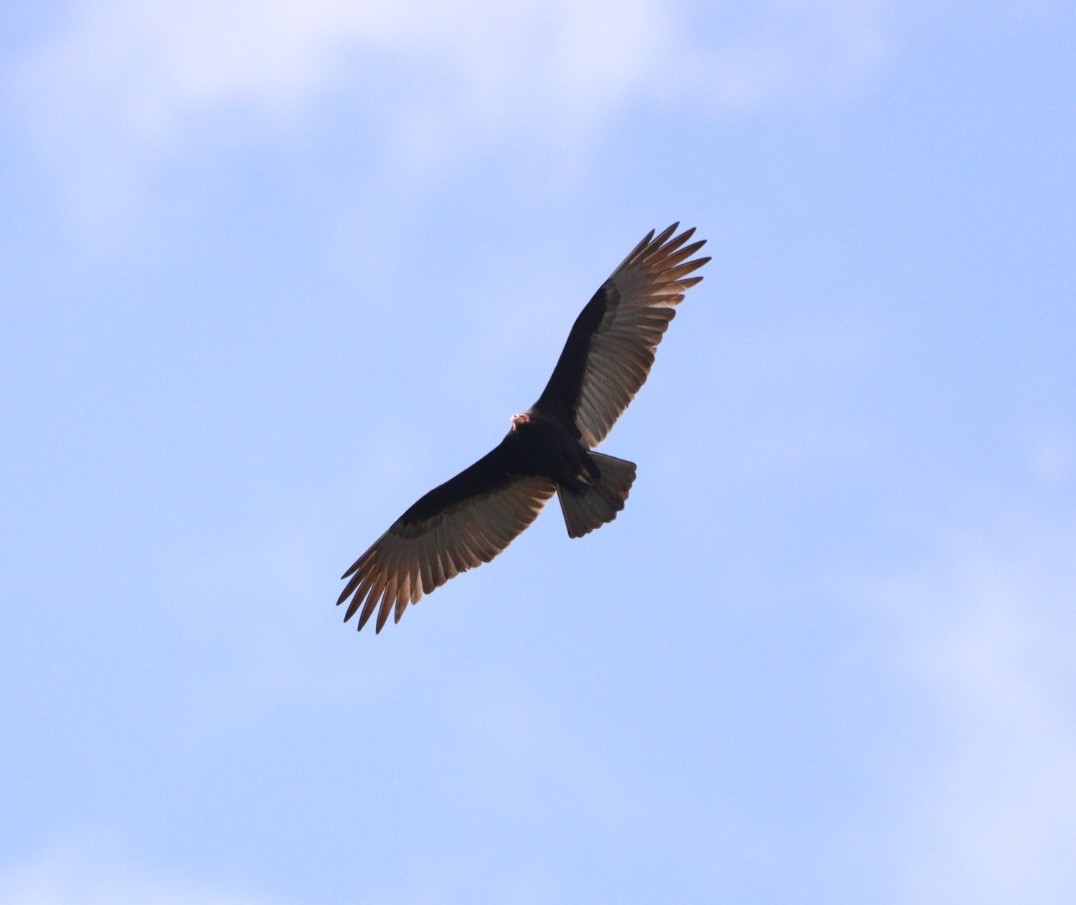 Lesser Yellow-headed Vulture - ML619542016