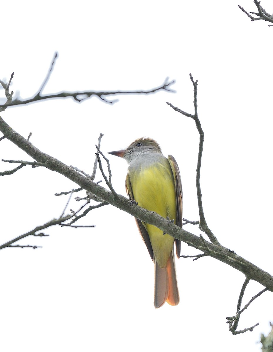 Great Crested Flycatcher - ML619542073