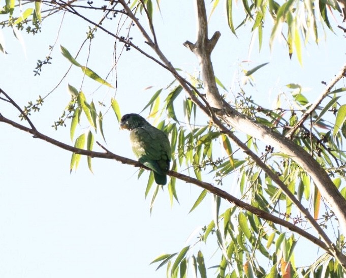 Scaly-headed Parrot - ML619542081