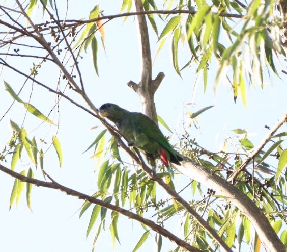 Scaly-headed Parrot - ML619542082