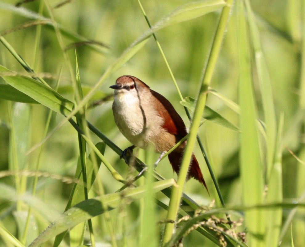 Yellow-chinned Spinetail - ML619542107