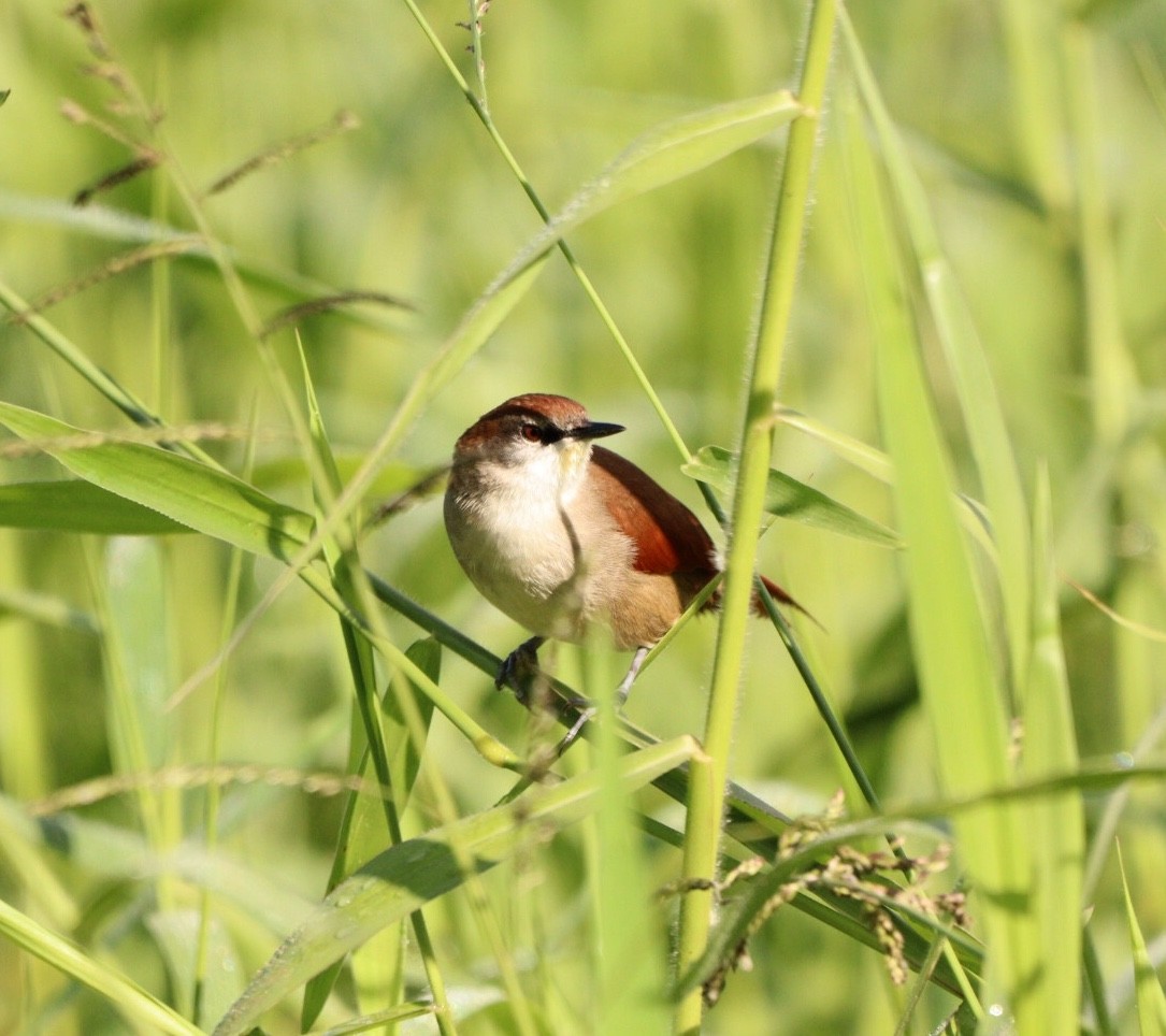 Yellow-chinned Spinetail - ML619542108