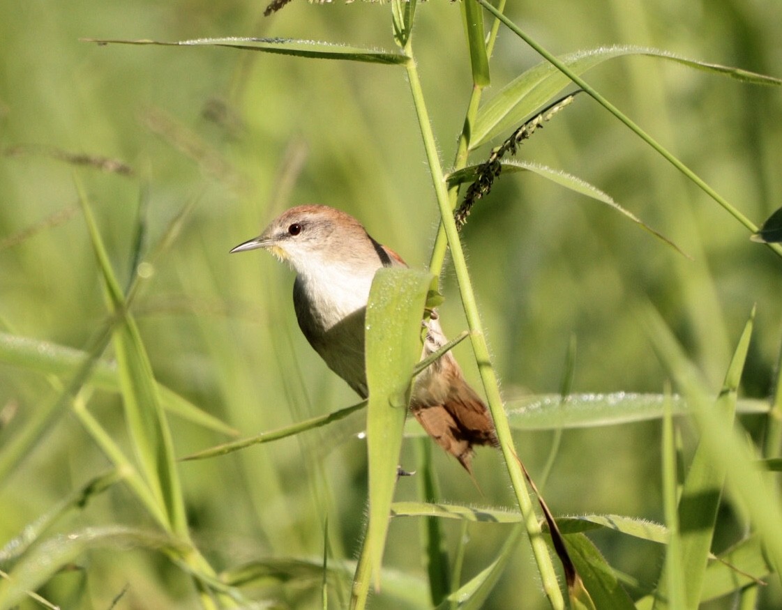 Yellow-chinned Spinetail - ML619542109