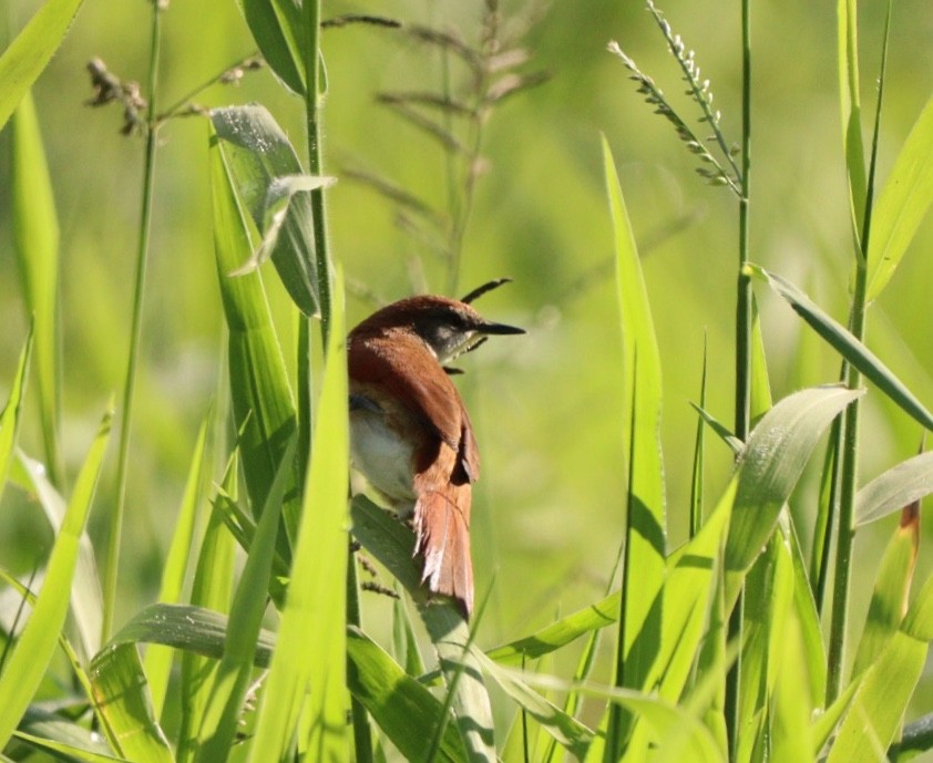 Yellow-chinned Spinetail - ML619542110
