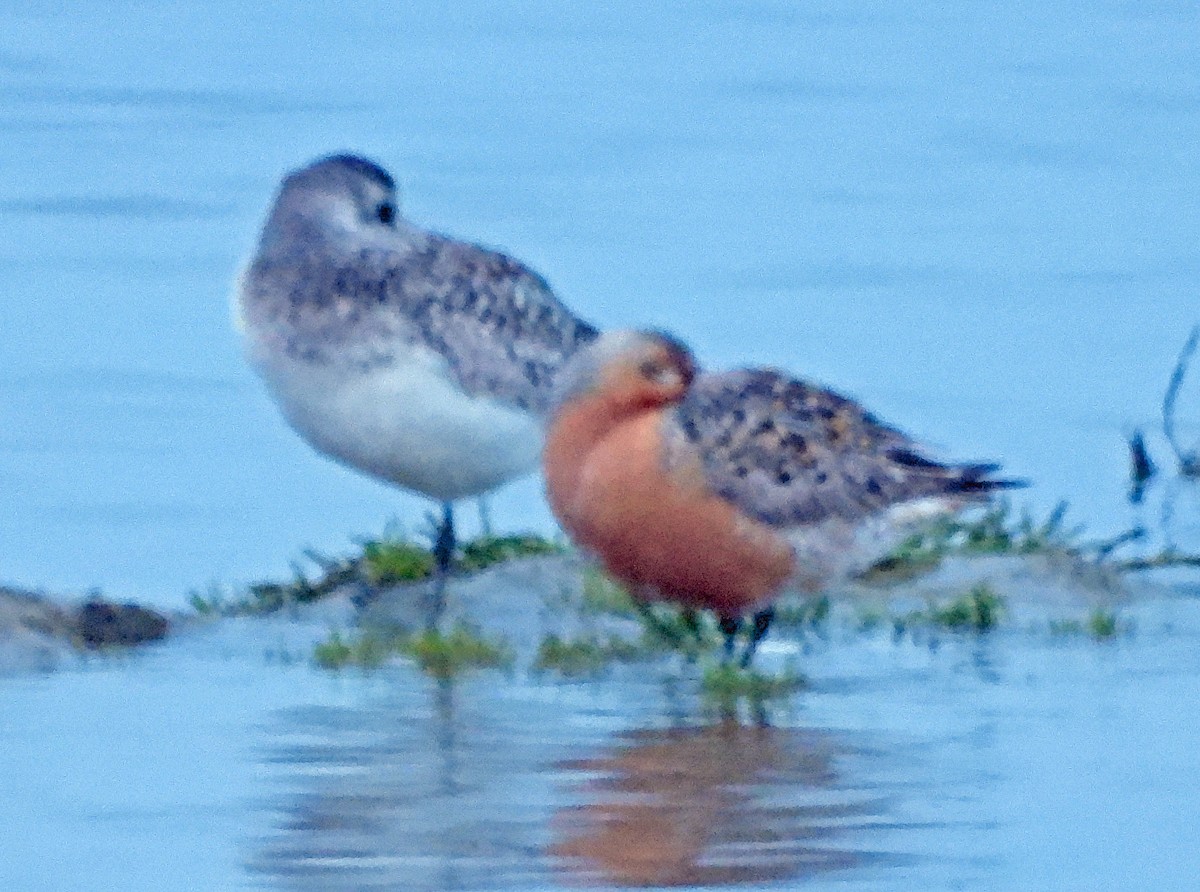 Red Knot - ML619542121