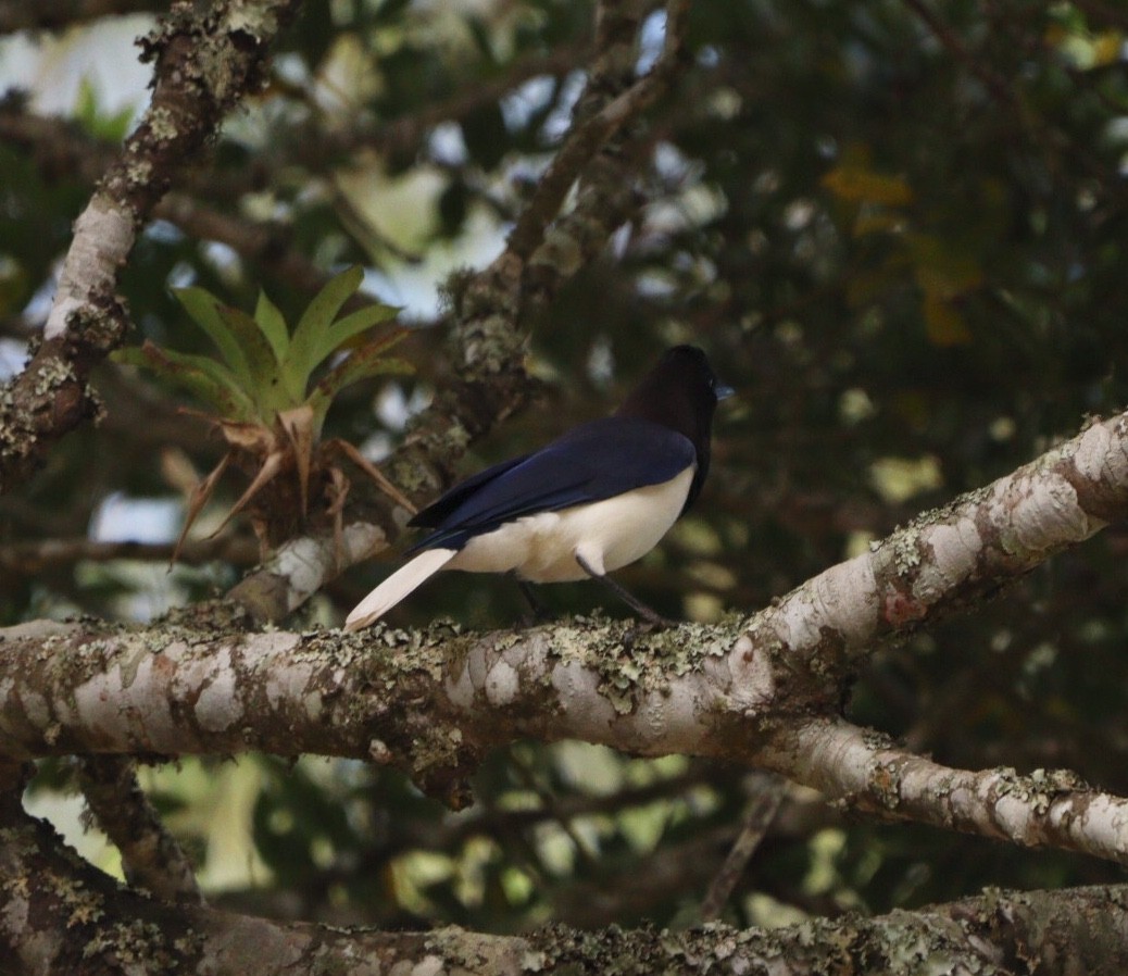 Curl-crested Jay - ML619542123