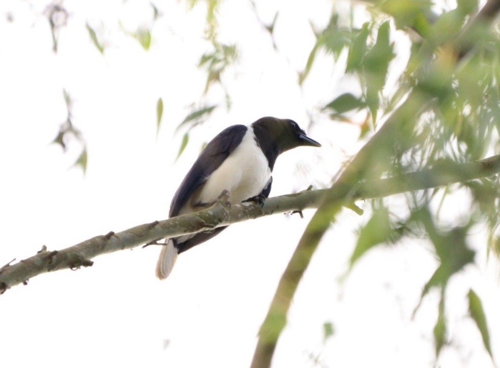 Curl-crested Jay - ML619542124