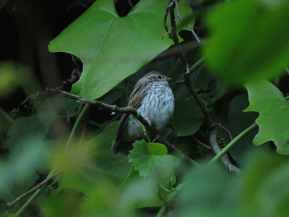 Chipping Sparrow - ML619542146