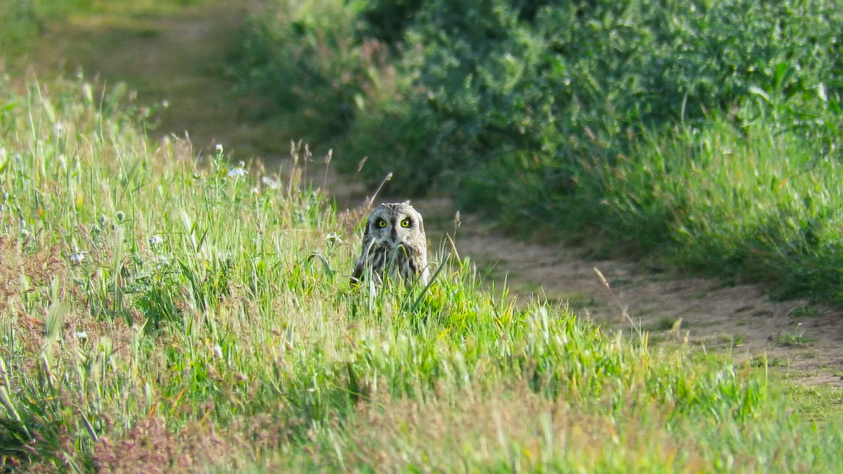 Short-eared Owl - ML619542153