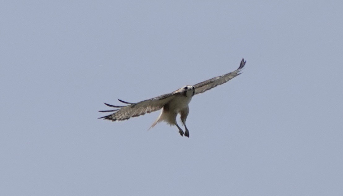 Red-tailed Hawk - ML619542174