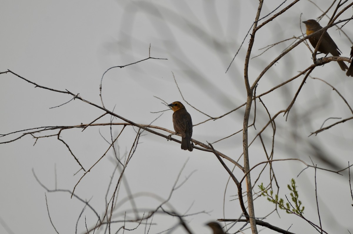 Yellow-headed Blackbird - ML619542181