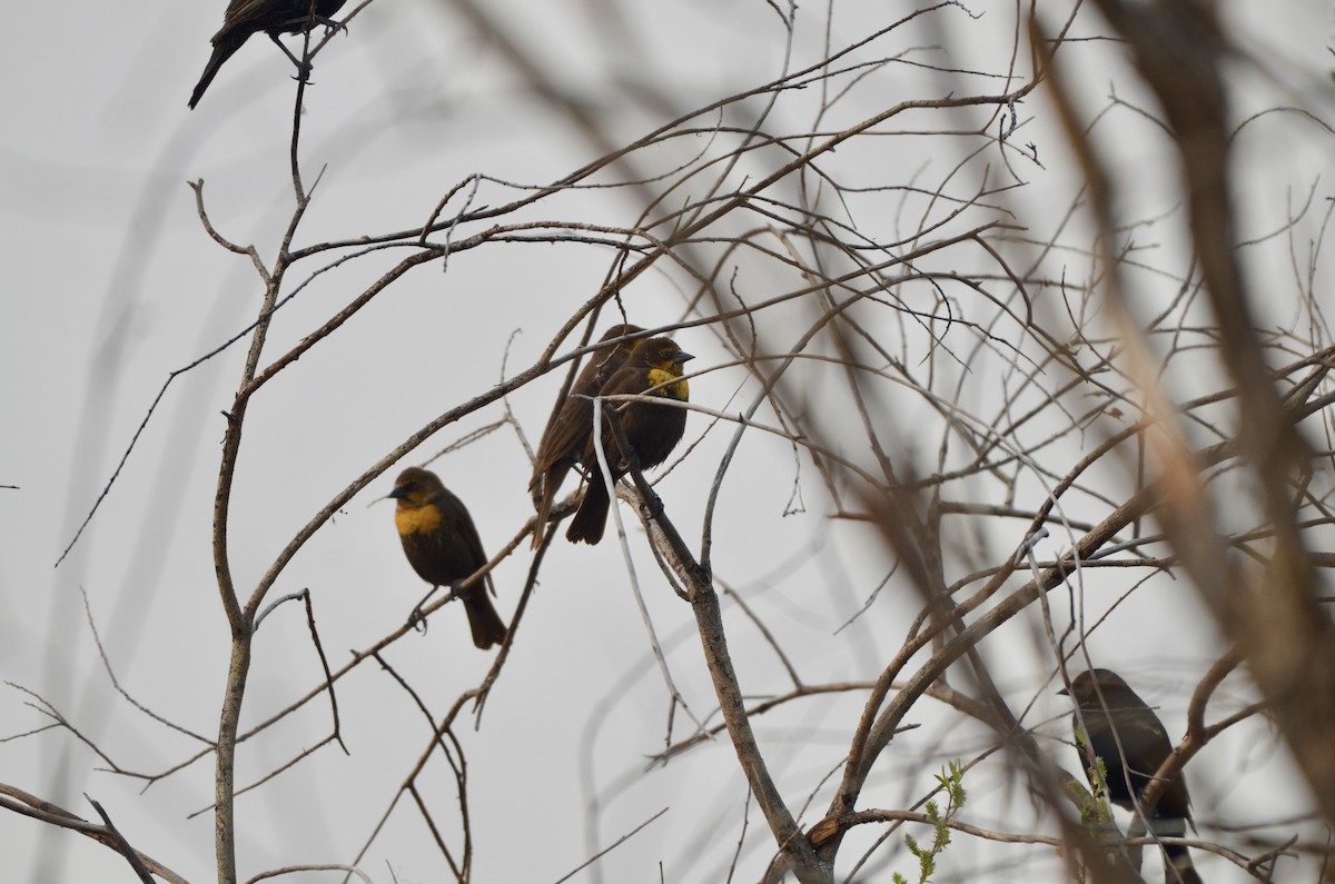 Yellow-headed Blackbird - ML619542186