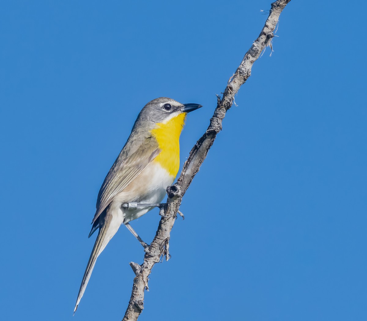Yellow-breasted Chat - ML619542189