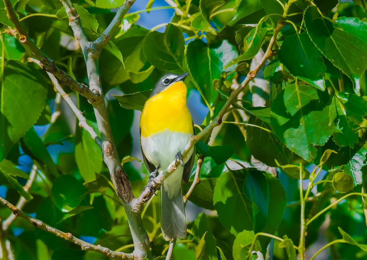 Yellow-breasted Chat - ML619542190
