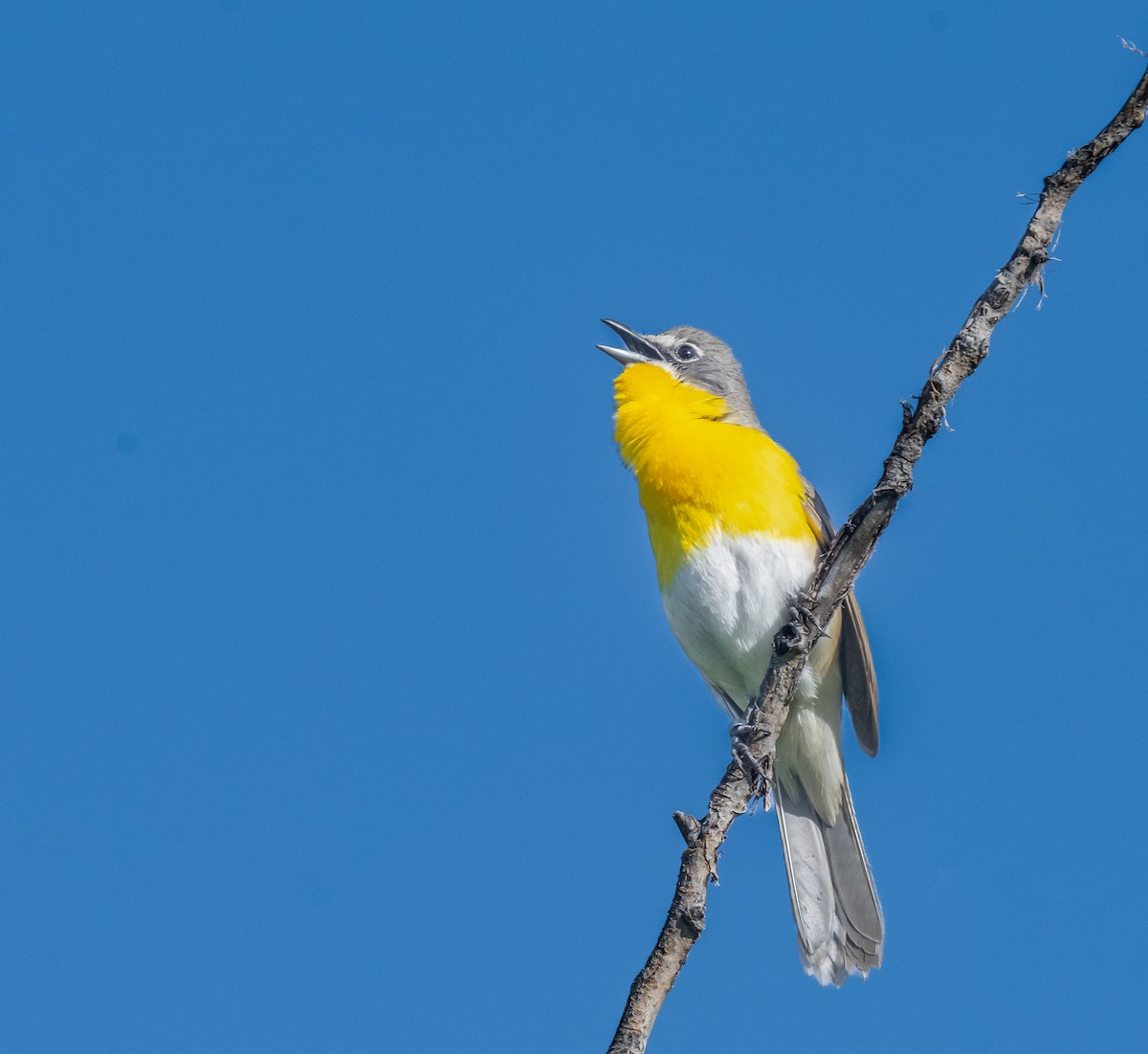 Yellow-breasted Chat - ML619542191
