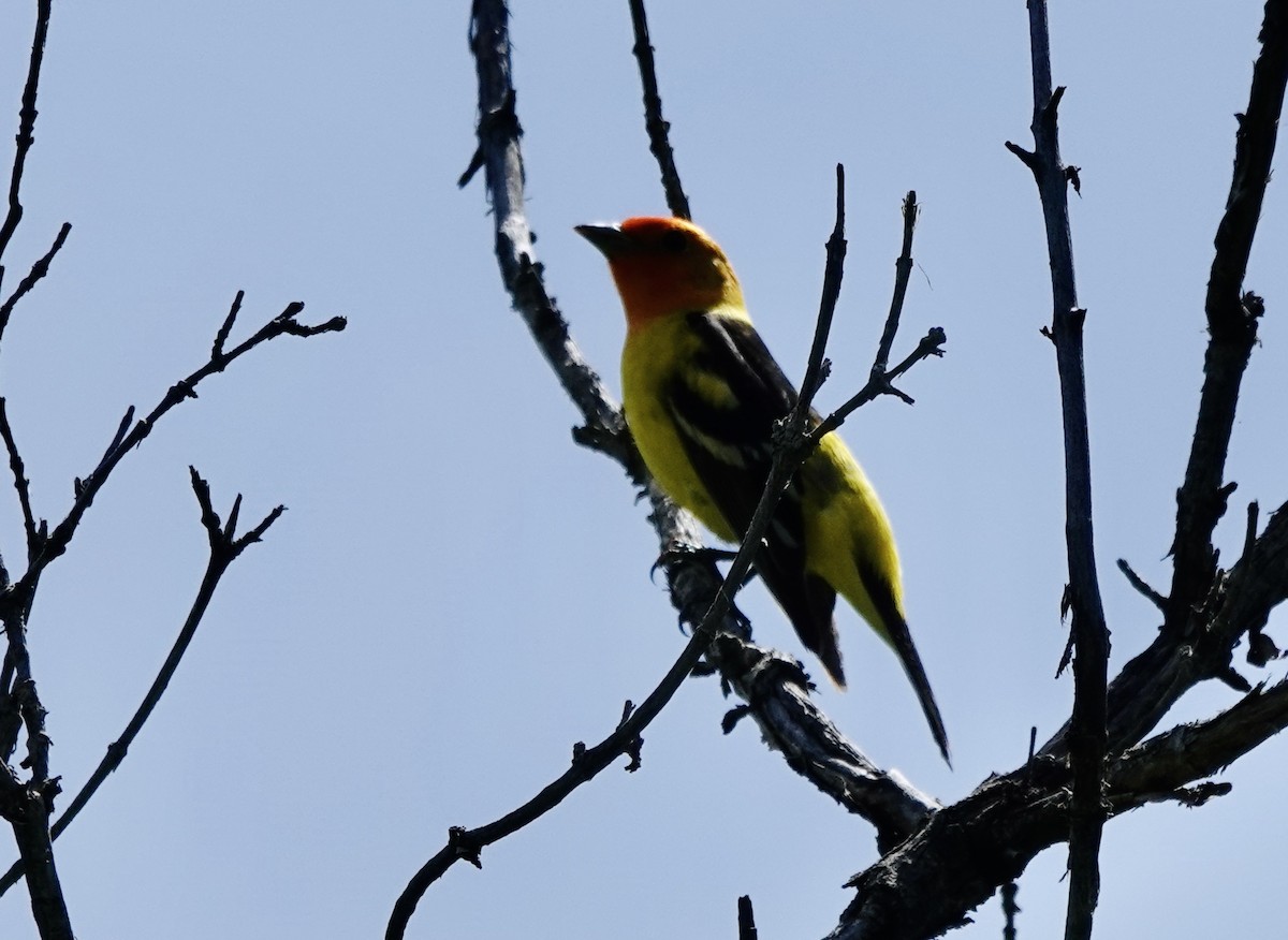 Western Tanager - ML619542211