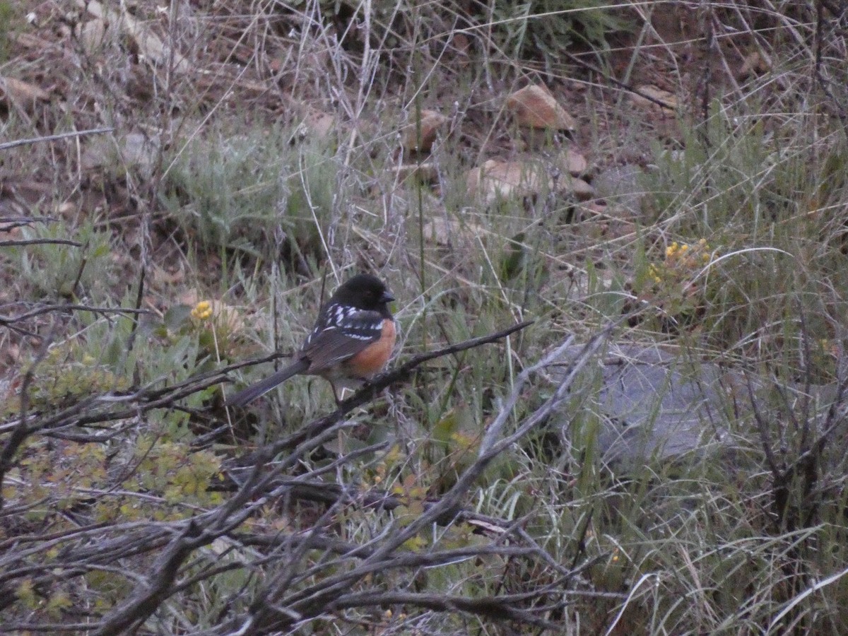 Spotted Towhee - ML619542214