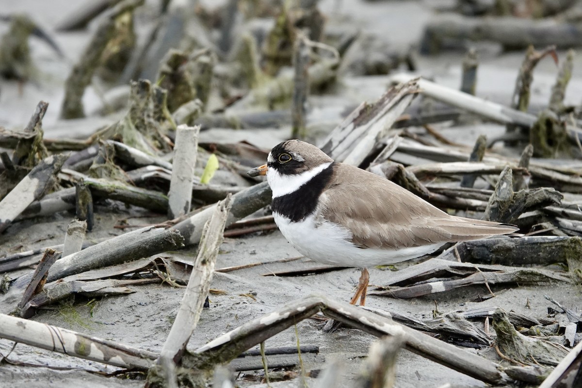Semipalmated Plover - ML619542228