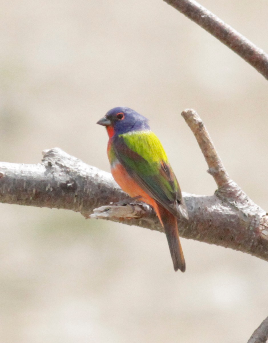 Painted Bunting - ML619542238