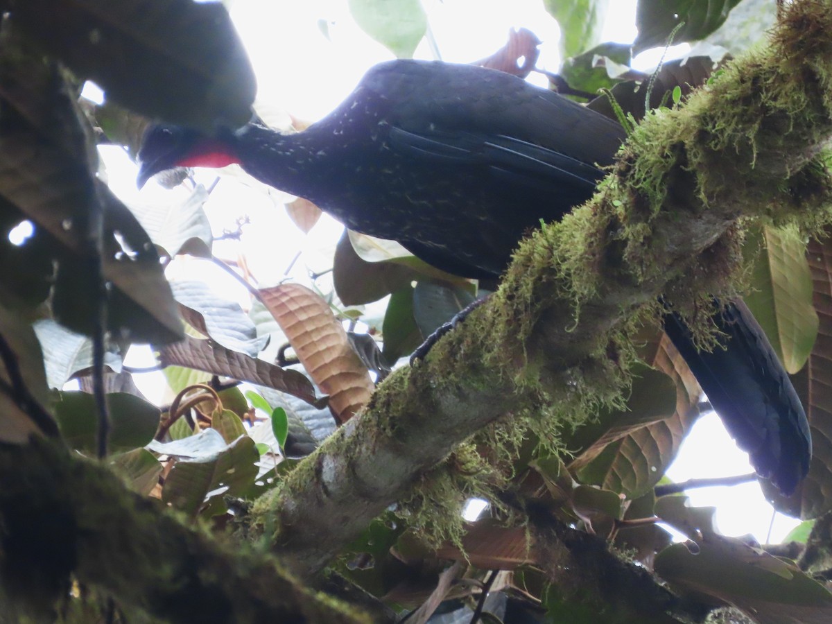 Crested Guan - ML619542259