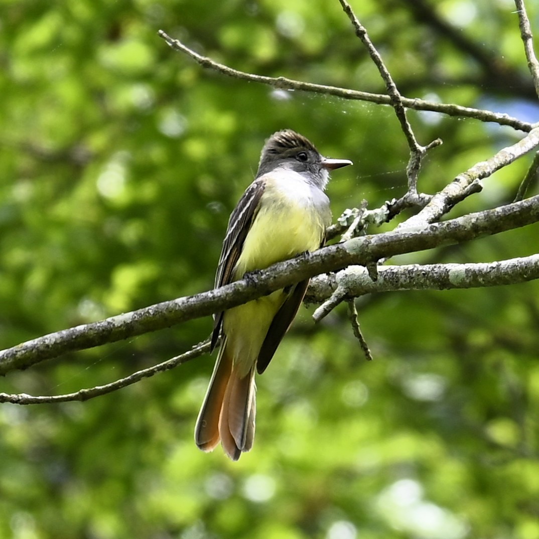 Great Crested Flycatcher - ML619542261