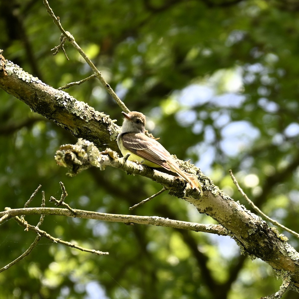 Great Crested Flycatcher - ML619542263