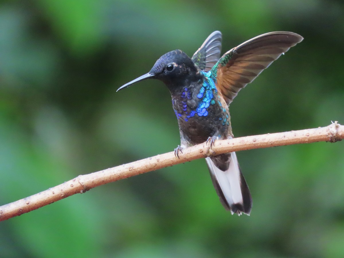 kolibřík hyacintový - ML619542265